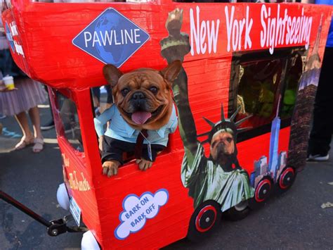 Tompkins Square Halloween Dog Parade In New York 7 best costumes at annual Tompkins Square Halloween Dog Parade - ABC News